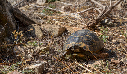 Turtle walks in dry grass on a sunny summer day