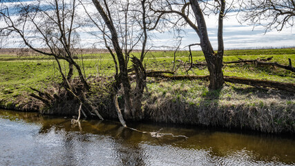 Three dry trees on the river Bank