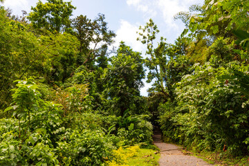 Fototapeta na wymiar Nationalpark Guadeloupe