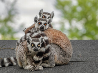 Kuschelnde Kattafamilie
