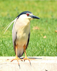 common heron bird