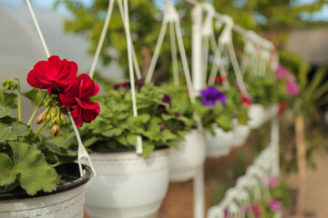 Fototapeta na wymiar Gardening, flower nursery, shop, greenhouse geranium Pelargonium sp.