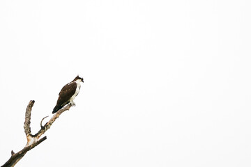 Osprey in a tree looking for fish