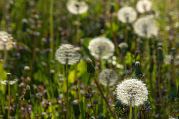 Dandelion fluff in a flowering meadow in the evening. Selective focus  Summer concept