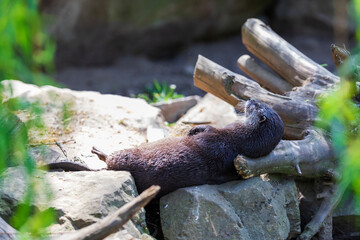 Small otter - Amblonyx Cinerea in its natural habitat in nature.