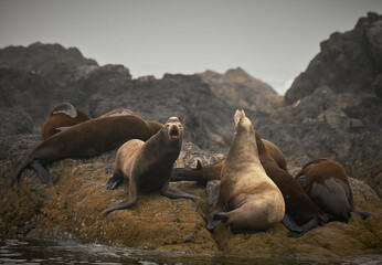 Sea lions fighting