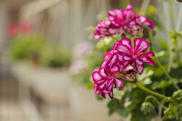 Gardening flowers nursery, shop, geranium Pelargonium sp.