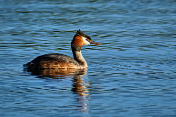 Haubentaucher ( Podiceps cristatus ).