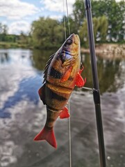 Yellow perch fishing bait and rod