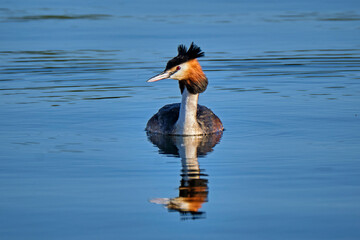 Haubentaucher ( Podiceps cristatus ).