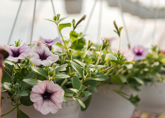 Gardening flower nursery, shop, Petunia flowers