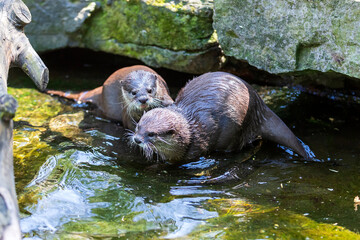 Small otter - Amblonyx Cinerea in its natural habitat in nature.