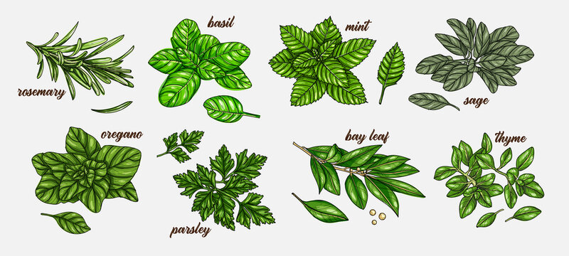 Hand Drawn Culinary Herbs And Spices. Vector Illustration Of Rosemary, Basil, Mint, Sage, Parsley, Bay Leaf, Oregano, Thyme. Hand Drawn Vintage Background.