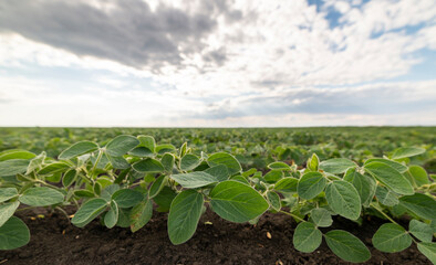 Soybean field ripening at spring season, agricultural landscape