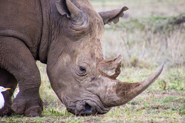 A Rhino Head at close range