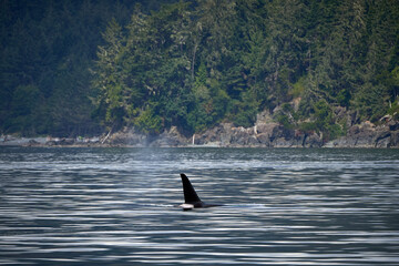 Obraz premium Killer whale in Canada