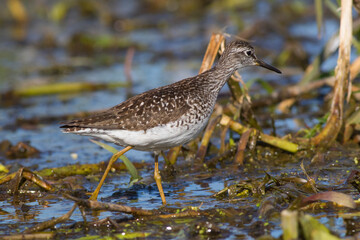 Sandpiper walks through shallow spring swamp