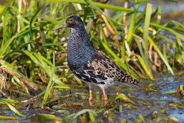 Sandpiper walks through shallow spring swamp