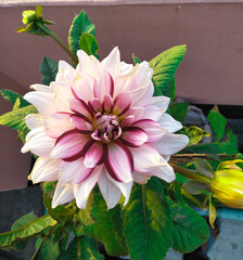 beautiful pink dahlia flower