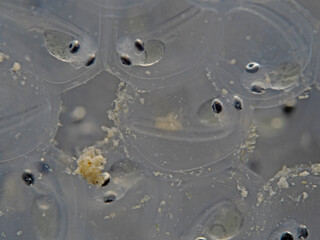 Freshwater fish babys inside the egg