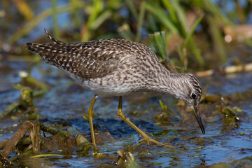 Sandpiper walks through shallow spring swamp