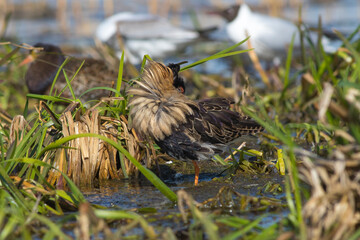 Sandpiper walks through shallow spring swamp