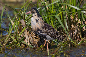 Sandpiper walks through shallow spring swamp