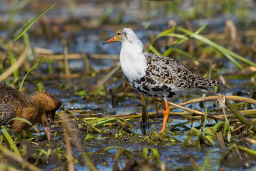 Sandpiper walks through shallow spring swamp
