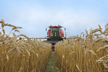 Agriculture, harvesting, wheat fields, warm sunny day at the farmer's field.