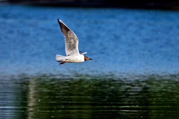 Lachmöwe  ( Chroicocephalus ridibundus, Syn.: Larus ridibundus ).
