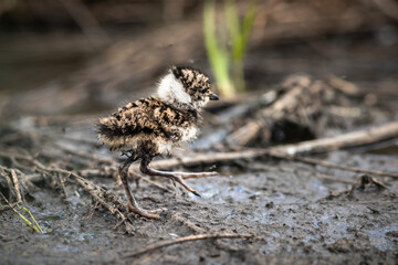 lapwing chick hiding in the grass