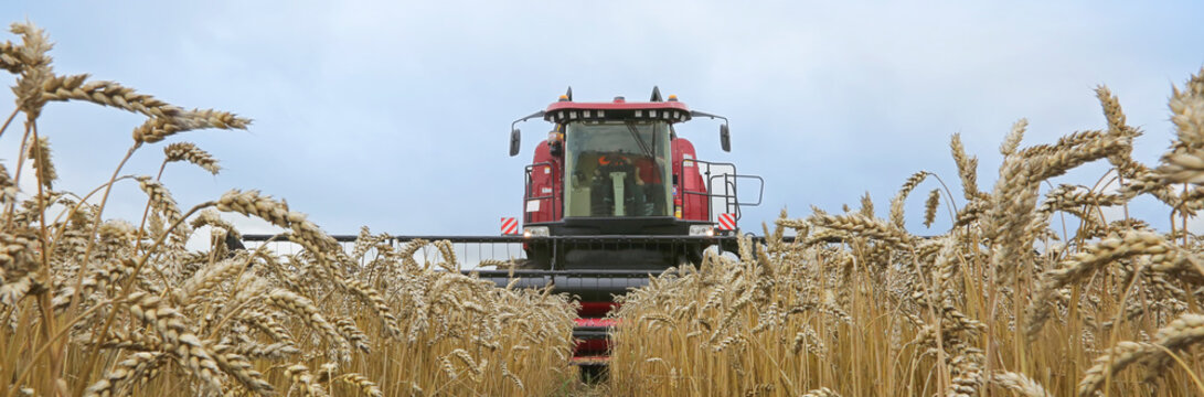 Agriculture, harvesting, wheat fields, warm sunny day at the farmer's field.