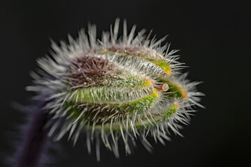 Borage, Borretsch (Borago officinalis)