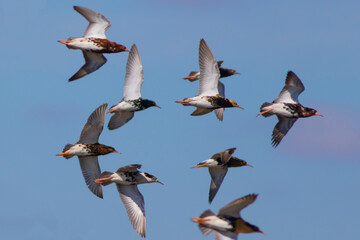 Fototapeta premium Sandpipers fly in the bright spring sky