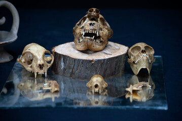 Still life of animal skulls with candles on black background.