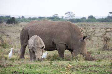 Fototapeta premium Baby Rhino with a freind