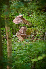 Juvenile Barred Owls leanrning to hunt.