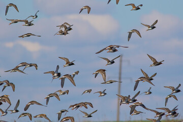 Sandpipers fly in the bright spring sky