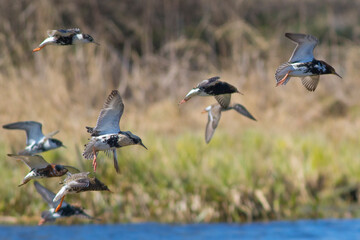 Sandpipers fly in the bright spring sky