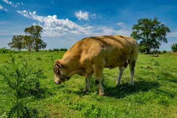 Huge light brown cattle animal in the field. Food for humans of animal origin.