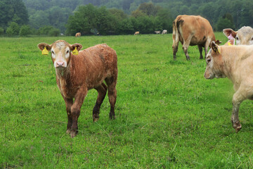 Fototapeta premium Young spotted cattle are happily walking towards the photographer. An active, trusting and curious cow that doesn't mind raining. In czech sland - Cervena straka, cestr. Bohemia, czech republic