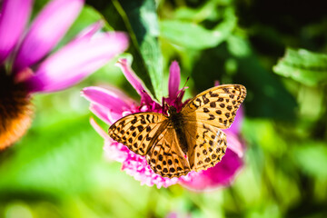 beauty in nature