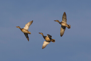Sandpipers fly in the bright spring sky