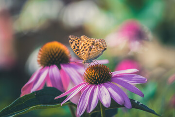 beautiful moments from fauna and flora in pastel tone