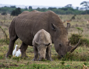 Baby Rhino with a freind