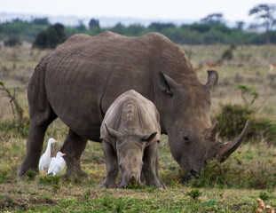Obraz premium Baby Rhino with a freind