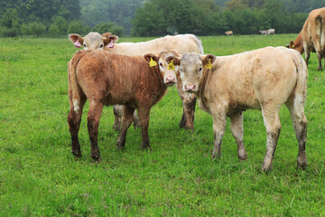 Fototapeta premium Young Pinzgauer cattle stand in a row behind them and watch who came to visit them. Austrian cow breeding. Do not stare at me. Hochkar, Austria, Europe. Dark mahogany red, with a broad white stripe