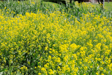 Yellow rapeseed flowers in a city
