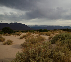 Arid desert landscape view. Sand, desert flora and mountains under a stormy sky