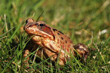 Wonderful detail on Common frog hidden in green grass and get some warm up. Dangerous environment for frogs. Rana temporaria with black eyes waits for some flies. European common brown frog